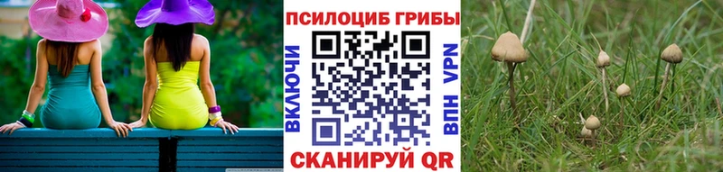 Псилоцибиновые грибы Psilocybine cubensis  Купить где  Кувшиново 